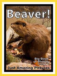 Icon image Just Beavers! vol. 1: Big Book of Photographs & Beaver Pictures