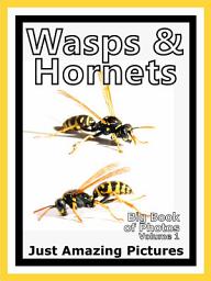 Icon image Just Wasps & Hornets Insects! vol. 1: Big Book of Wasp & Hornet Insect Photographs & Pictures