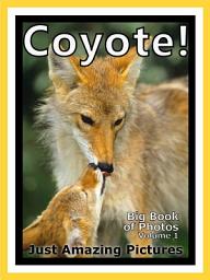 Icon image Just Coyotes! vol. 1: Big Book of Photographs & Coyote Pictures