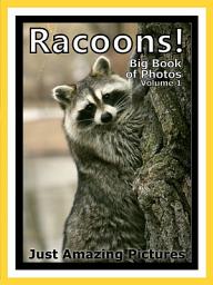 Icon image Just Racoons! vol. 1: Big Book of Racoon Photographs & Pictures