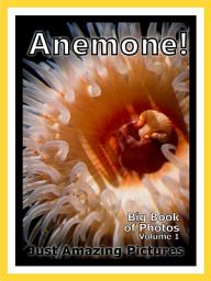 Icon image Just Anemone! vol. 1: Big Book of Sea Anemones Photographs & Pictures