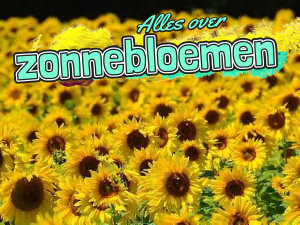 Icon image Alles over zonnebloemen